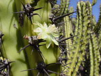 Myrtillocactus cochal