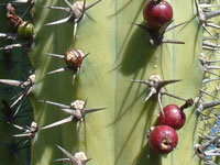 Myrtillocactus cochal