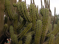 Myrtillocactus cochal