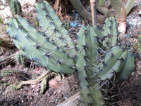 Myrtillocactus cochal