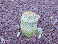 Mammillaria columbiana