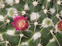 Mammillaria compressa