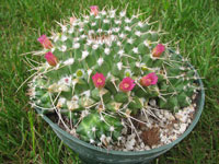 Mammillaria compressa