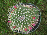 Mammillaria compressa