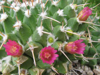 Mammillaria compressa