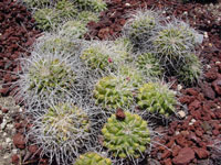 Mammillaria compressa