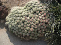 Mammillaria compressa