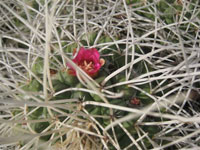 Mammillaria compressa