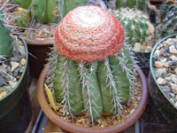 Melocactus conoideus