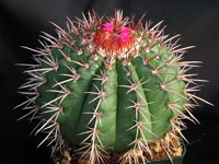 Melocactus conoideus