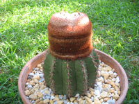 Melocactus conoideus