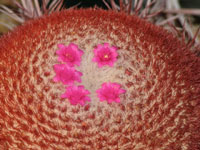 Melocactus conoideus