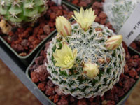 Mammillaria crinita