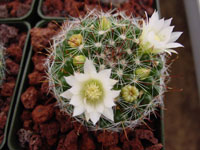 Mammillaria crinita