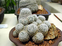 Mammillaria crinita