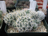 Mammillaria crinita