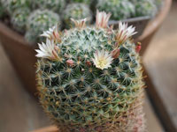 Mammillaria crinita