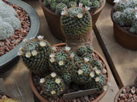 Mammillaria crinita