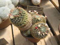 Mammillaria crinita