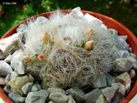 Mammillaria crinita