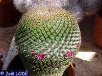 Mammillaria crucigera