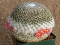 Mammillaria crucigera