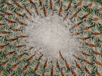 Mammillaria crucigera