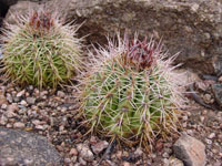 Melocactus curvispinus