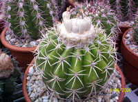 Melocactus curvispinus