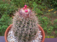 Melocactus curvispinus