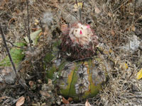 Melocactus curvispinus