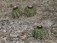 Melocactus curvispinus