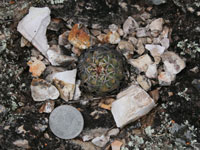 Melocactus curvispinus