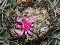 Melocactus curvispinus