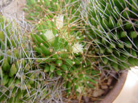 Mammillaria decipiens