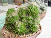 Mammillaria decipiens