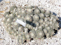 Mammillaria decipiens