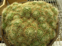 Mammillaria decipiens