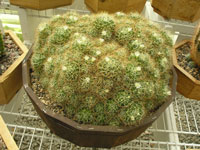 Mammillaria decipiens