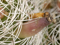Mammillaria decipiens