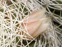 Mammillaria decipiens