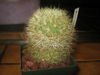 Mammillaria densispina