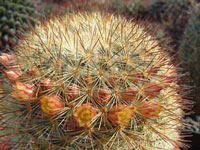 Mammillaria densispina