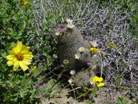 Mammillaria dioica