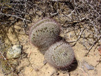 Mammillaria dioica