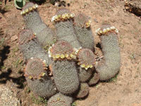 Mammillaria dioica