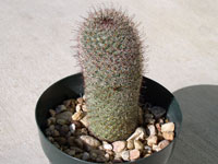 Mammillaria dioica