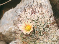 Mammillaria dioica