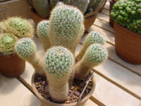 Mammillaria discolor