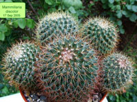 Mammillaria discolor